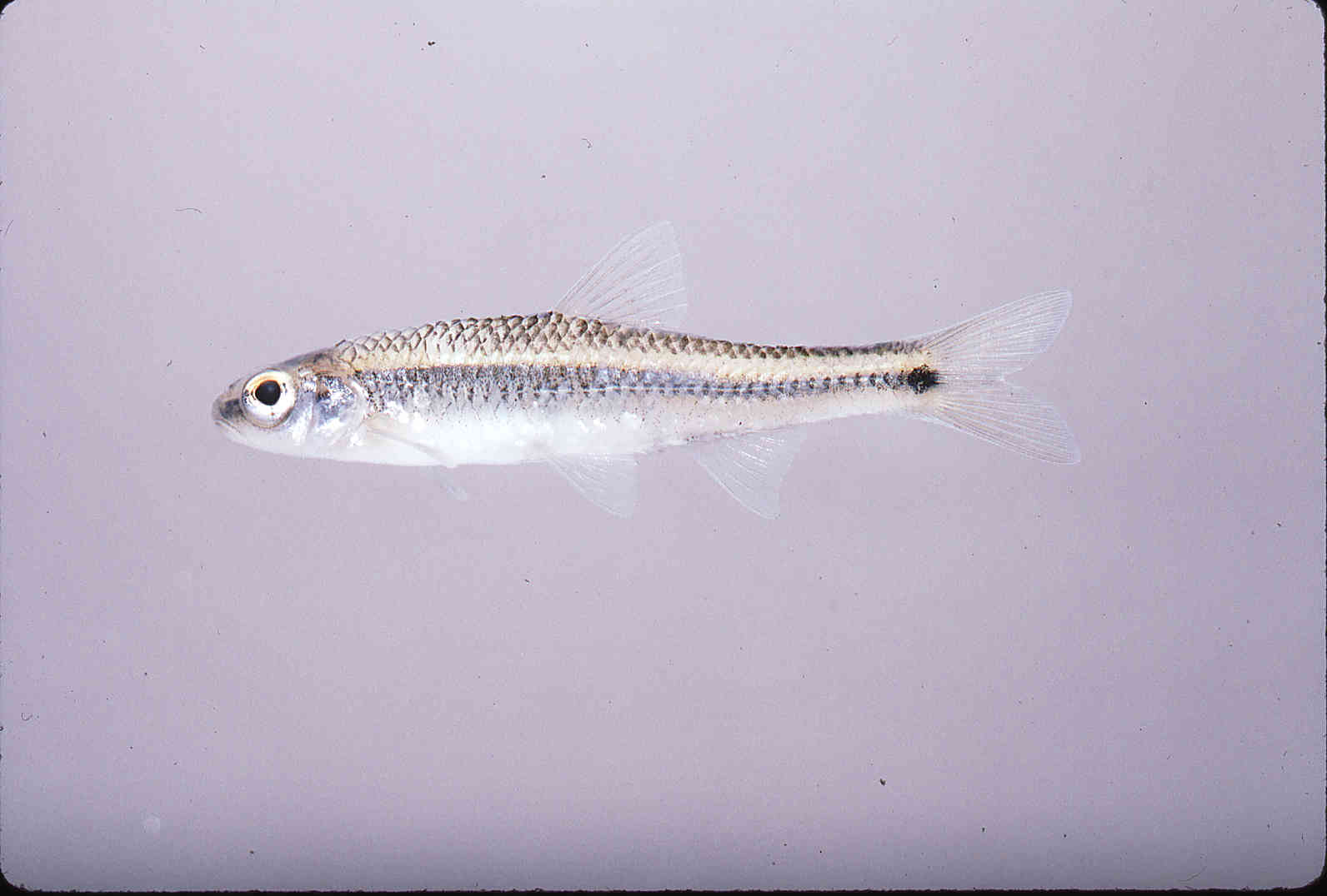 Notropis xaenocephalus image