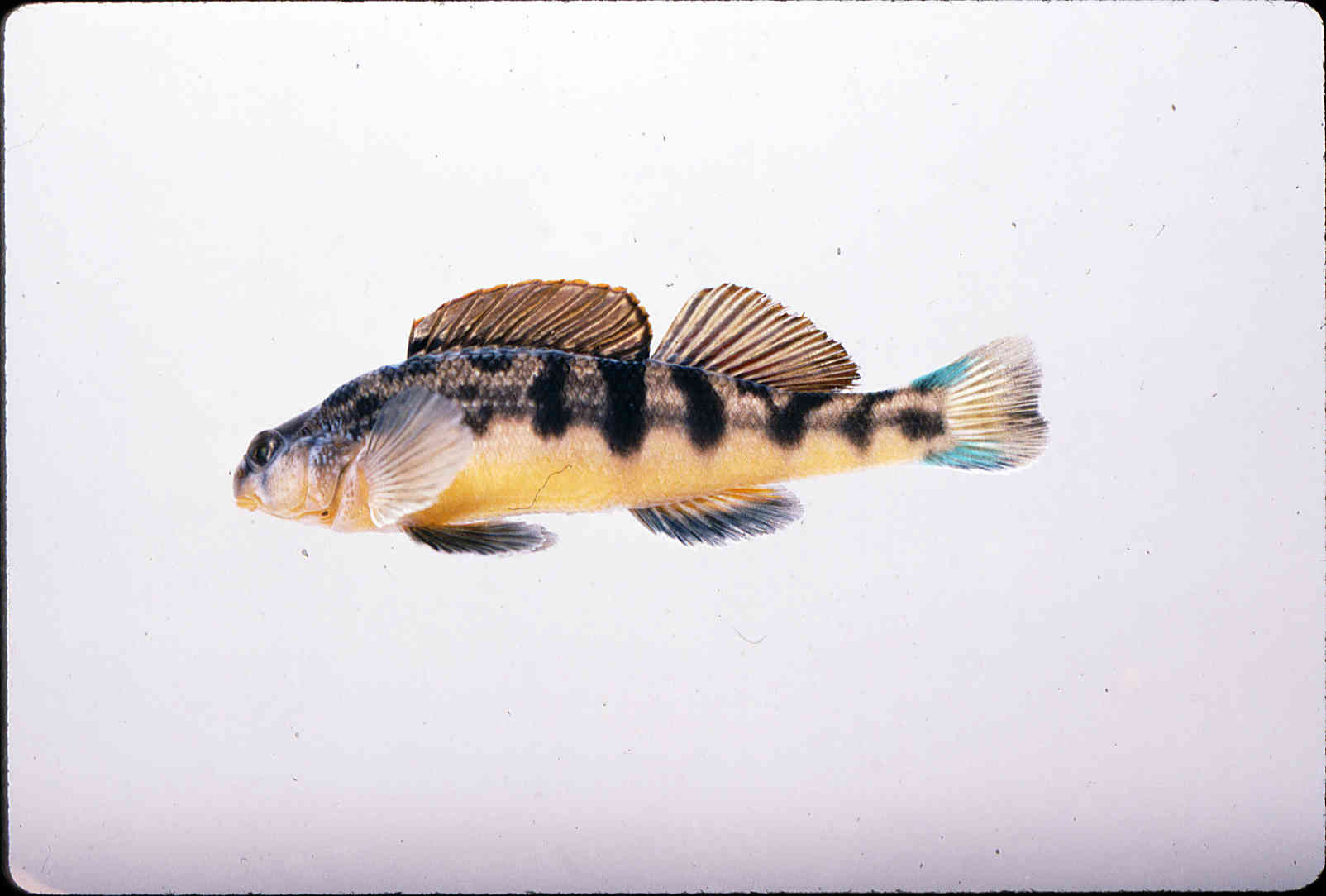 Etheostoma flavum image