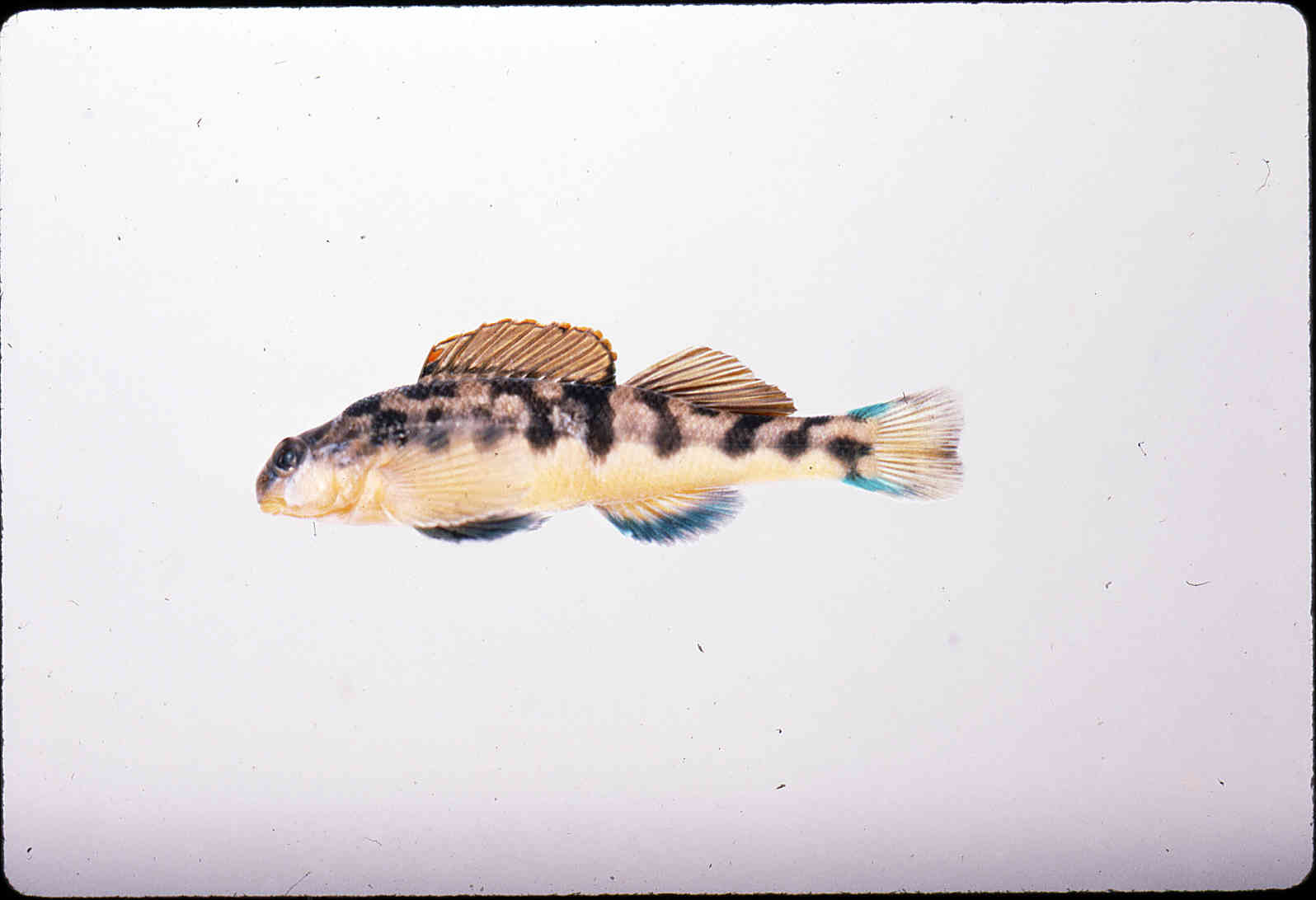 Etheostoma flavum image