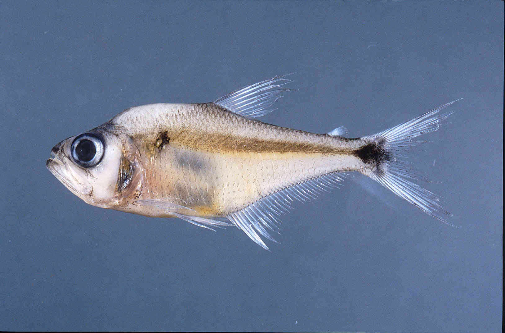 Acanthocharax microlepis image