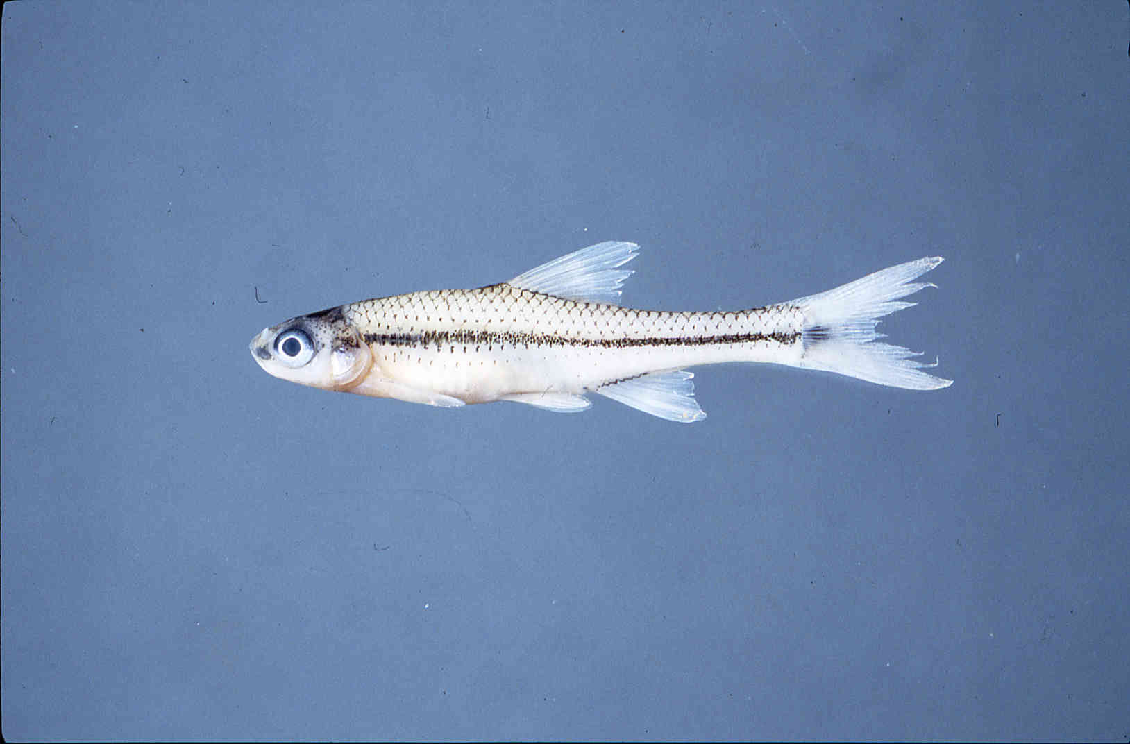 Opsopoeodus emiliae image