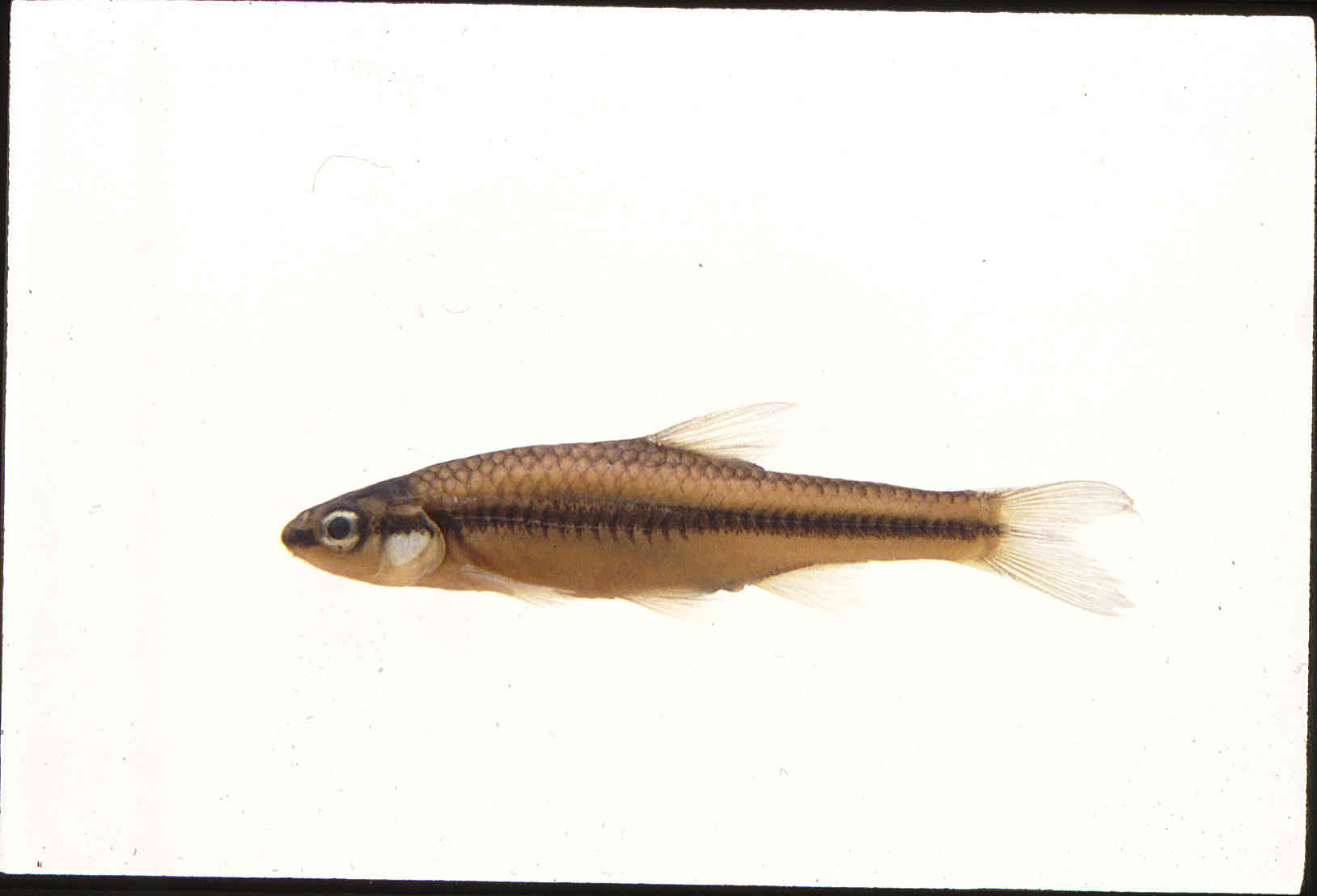 Notropis heterolepis image