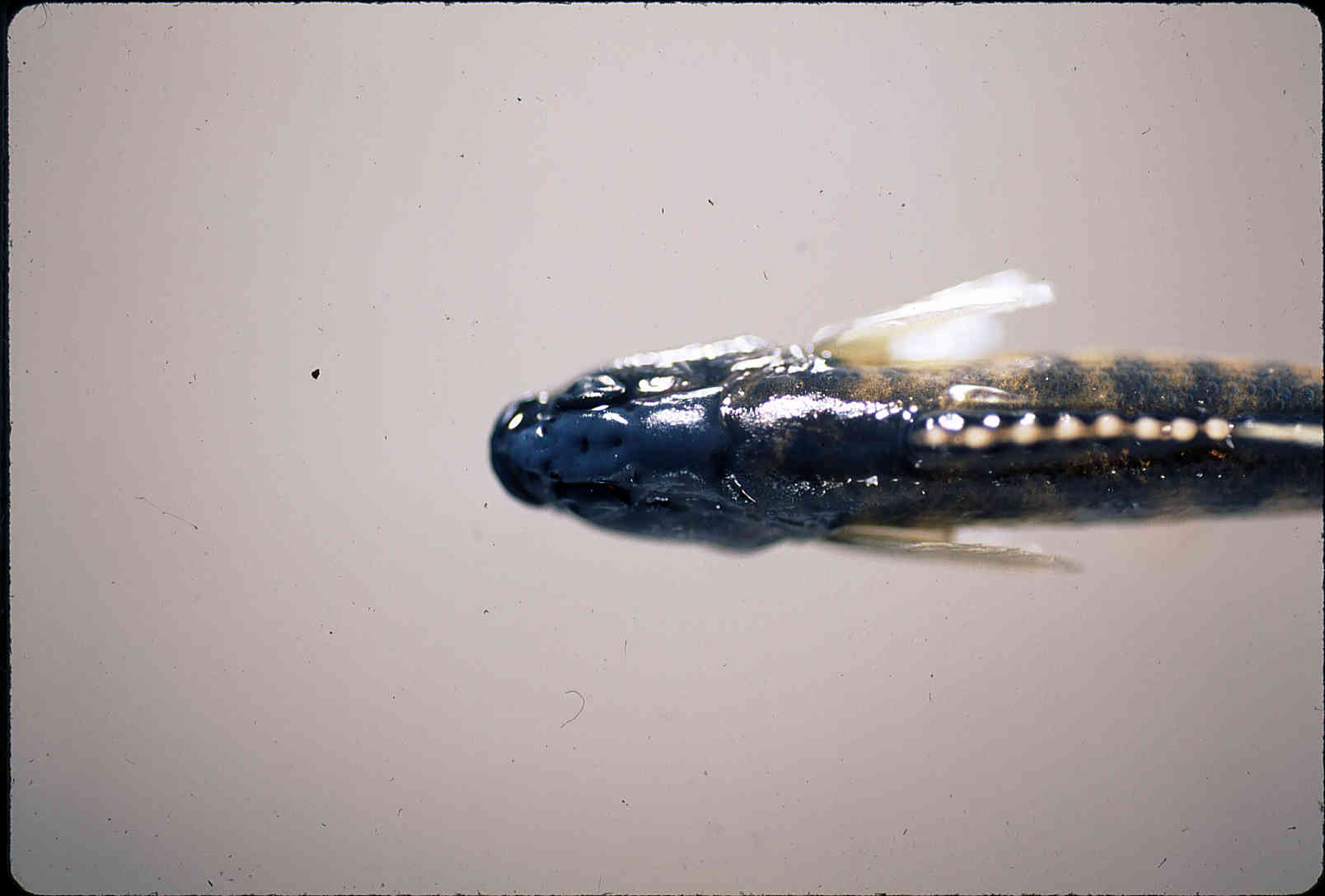 Etheostoma flabellare image