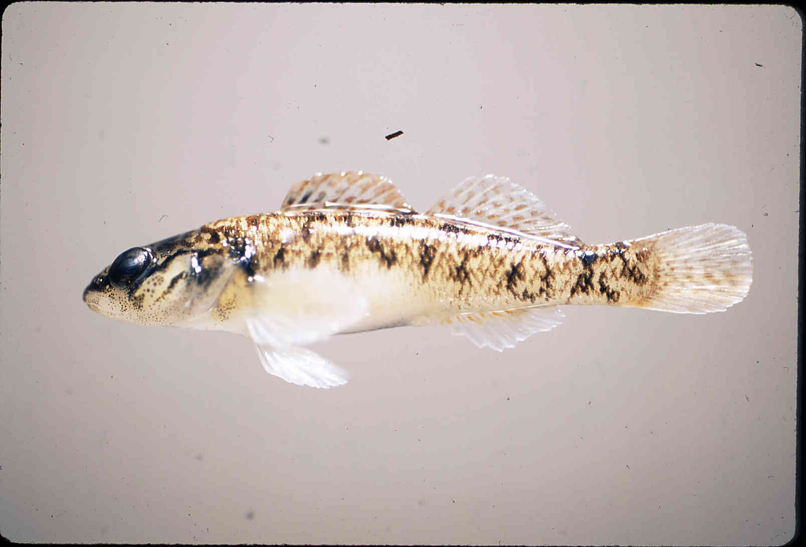 Etheostoma obeyense image
