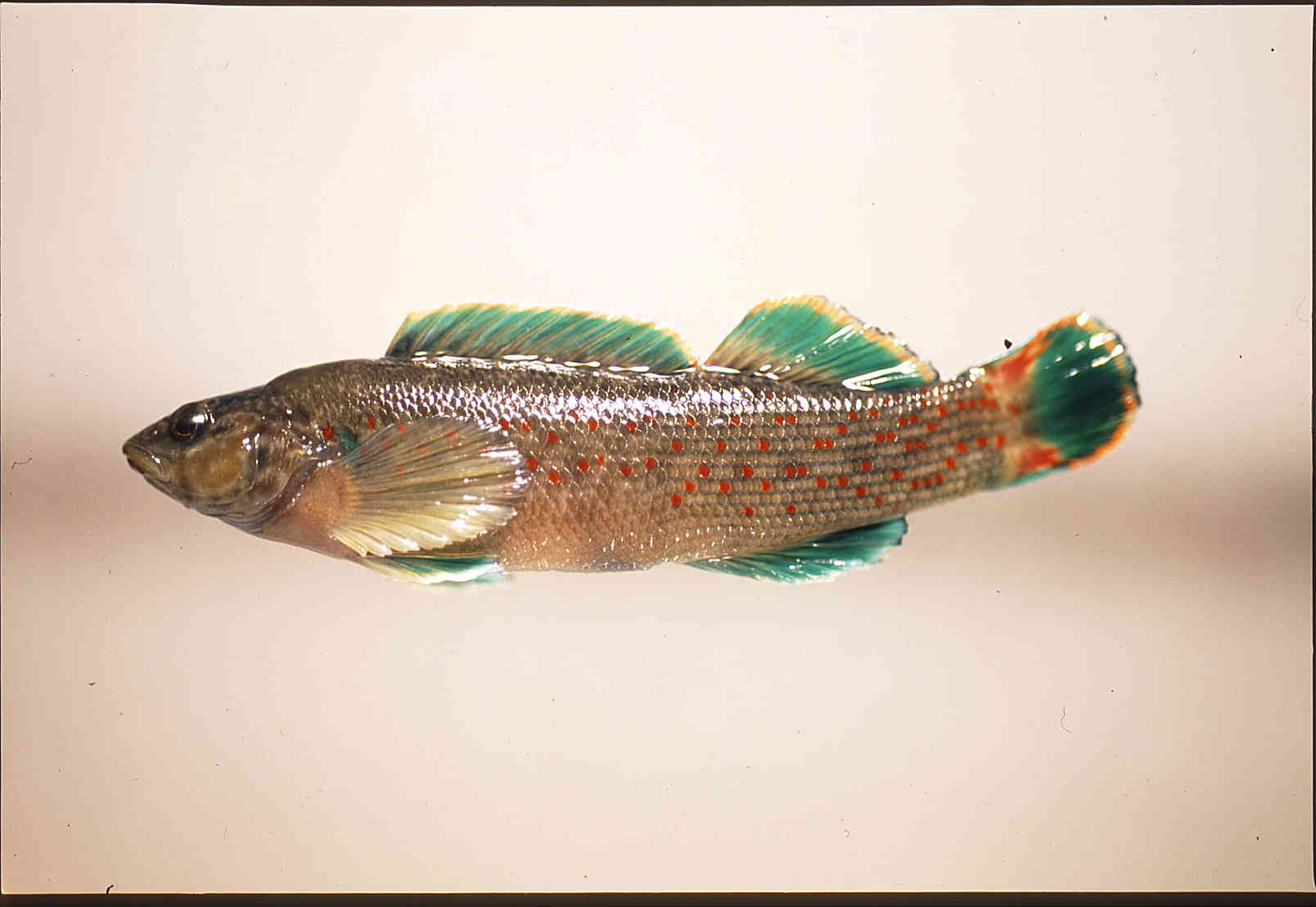 Etheostoma microlepidum image