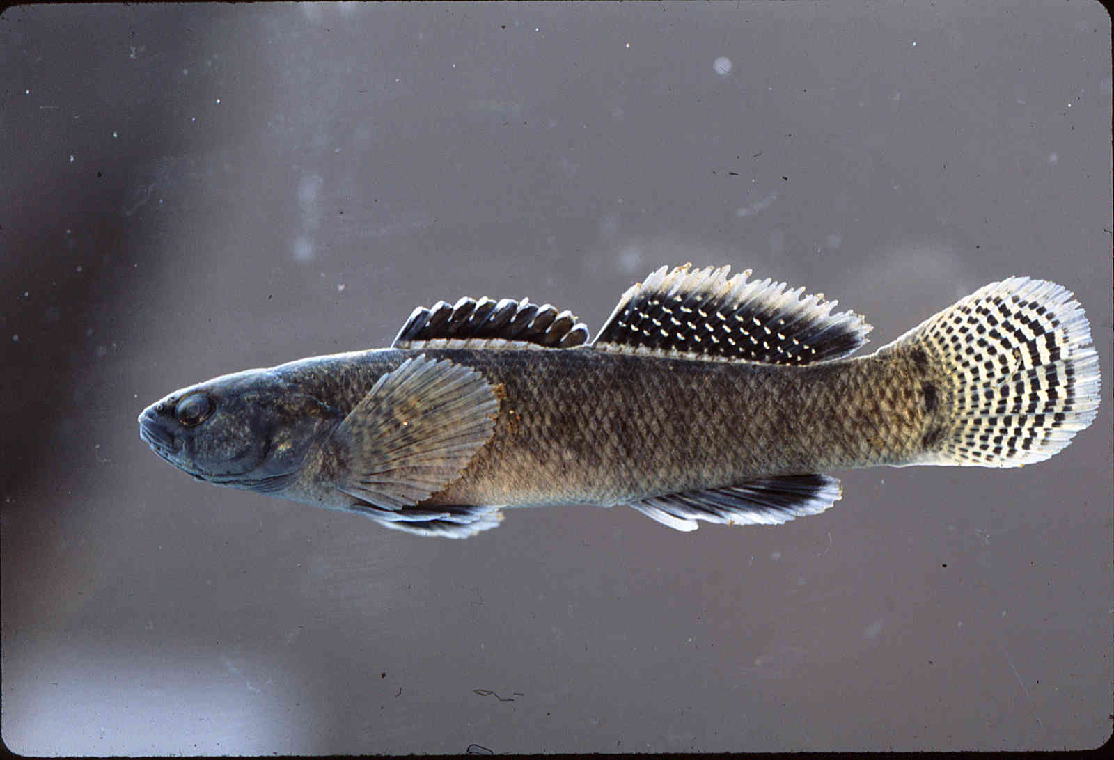 Etheostoma forbesi image