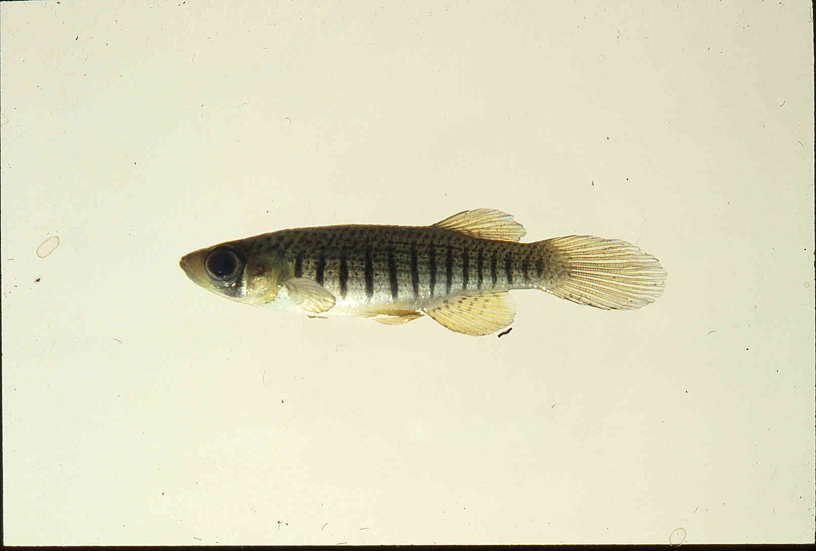 Fundulus lineolatus image