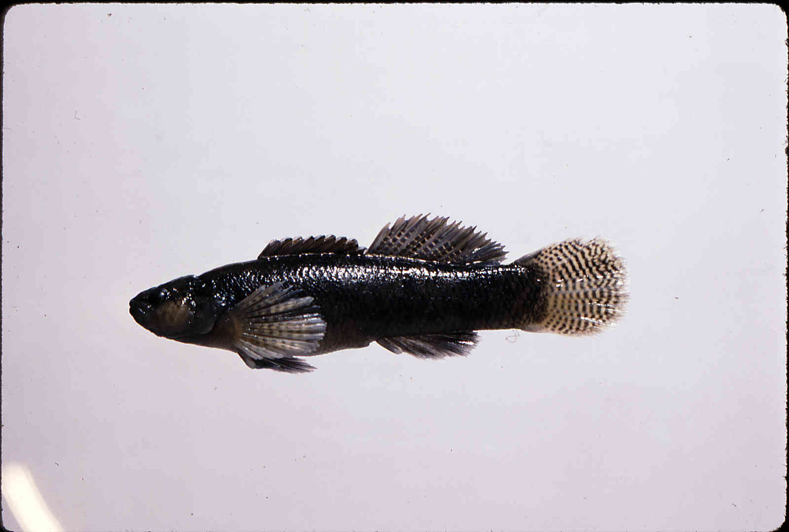 Etheostoma nigripinne image
