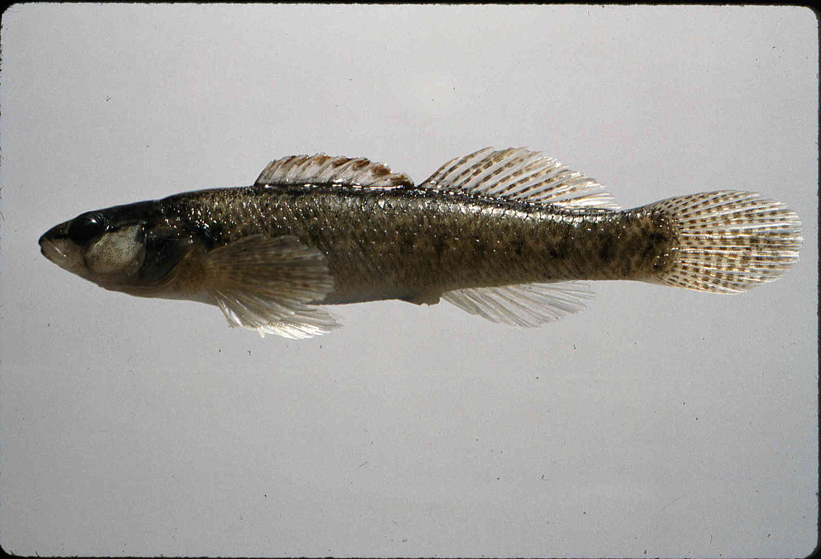 Etheostoma nigripinne image
