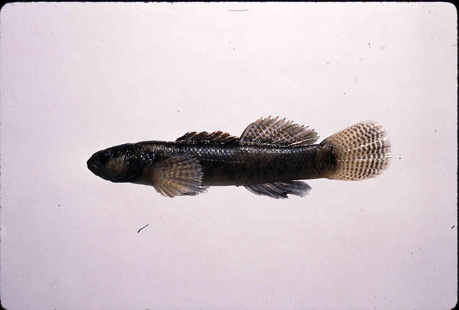 Etheostoma nigripinne image