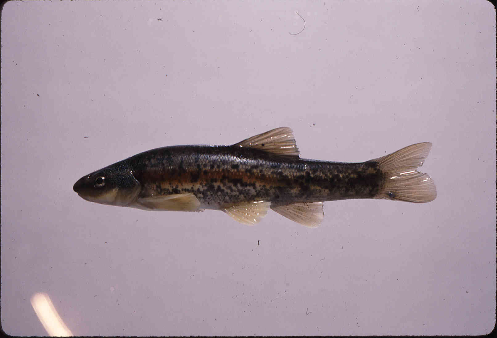 Rhinichthys atratulus image