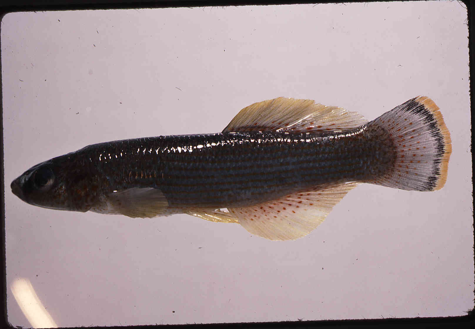 Fundulus catenatus image