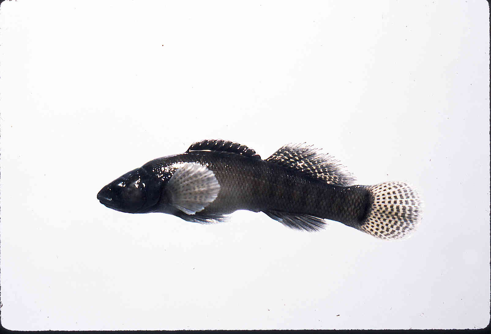 Etheostoma crossopterum image