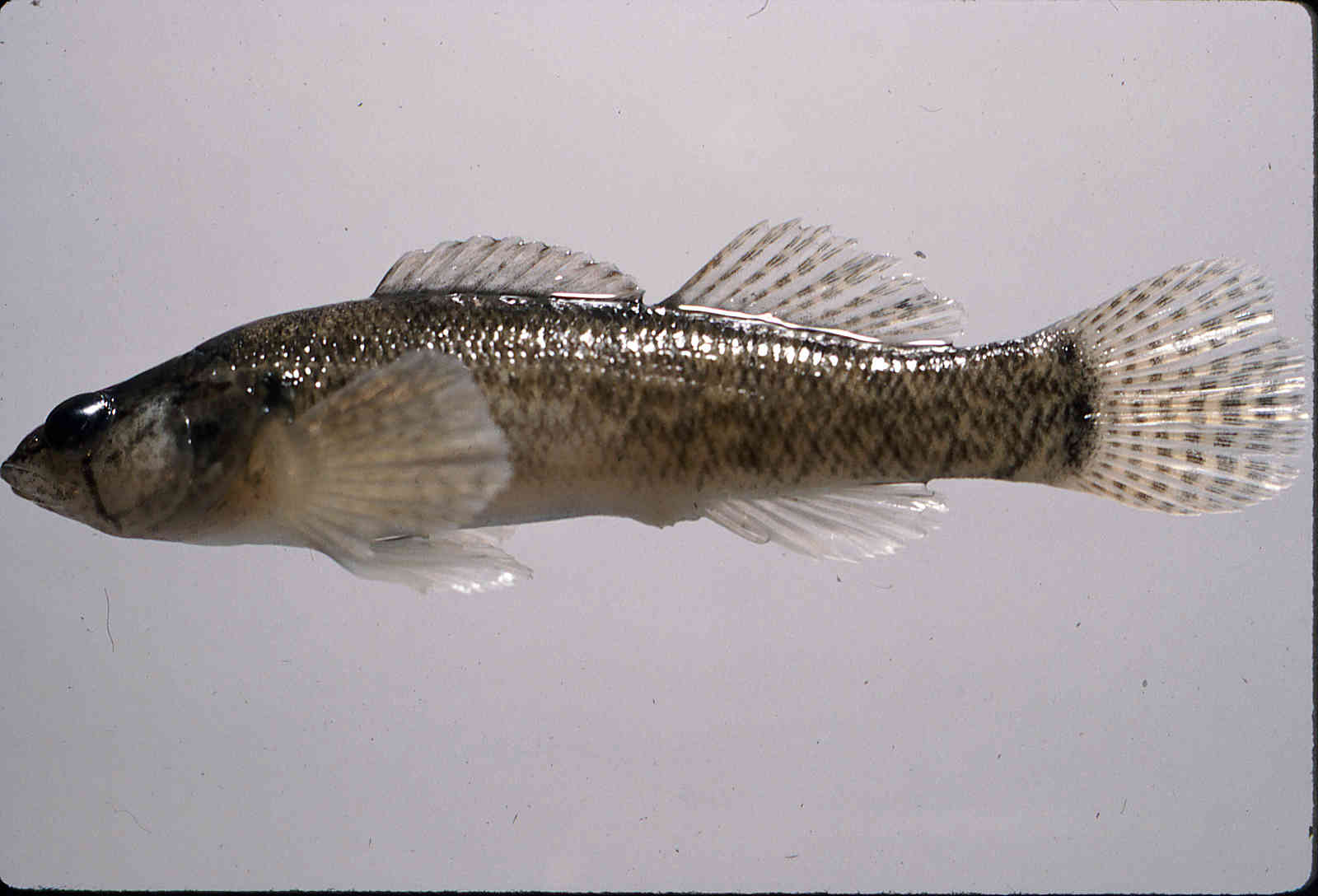 Etheostoma crossopterum image