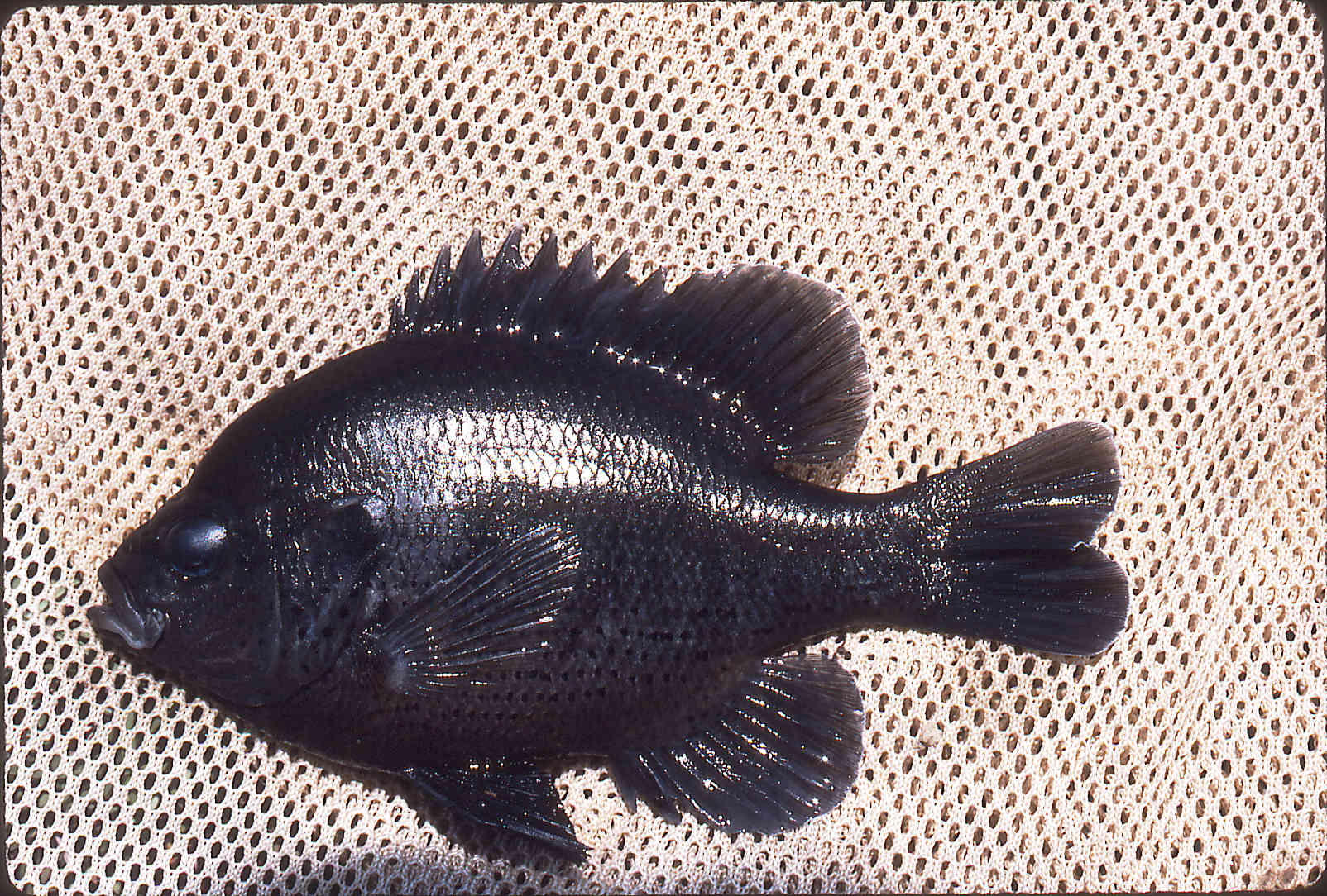 Lepomis punctatus image