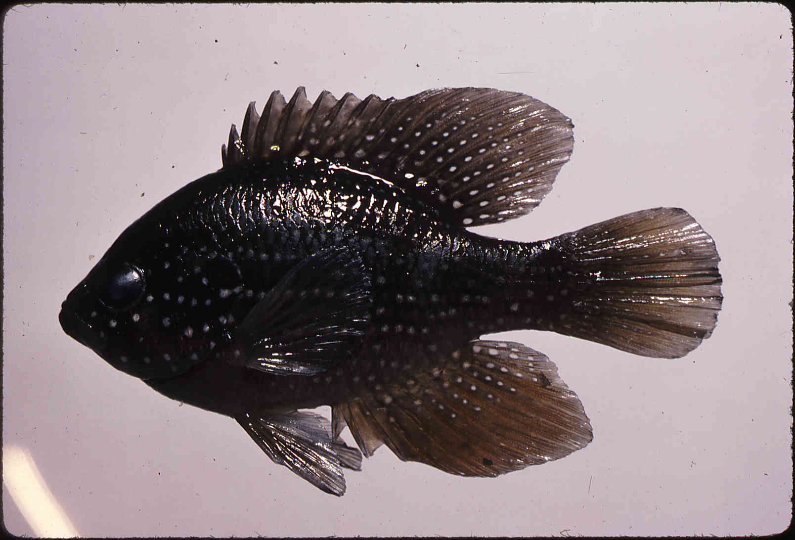 Enneacanthus gloriosus image