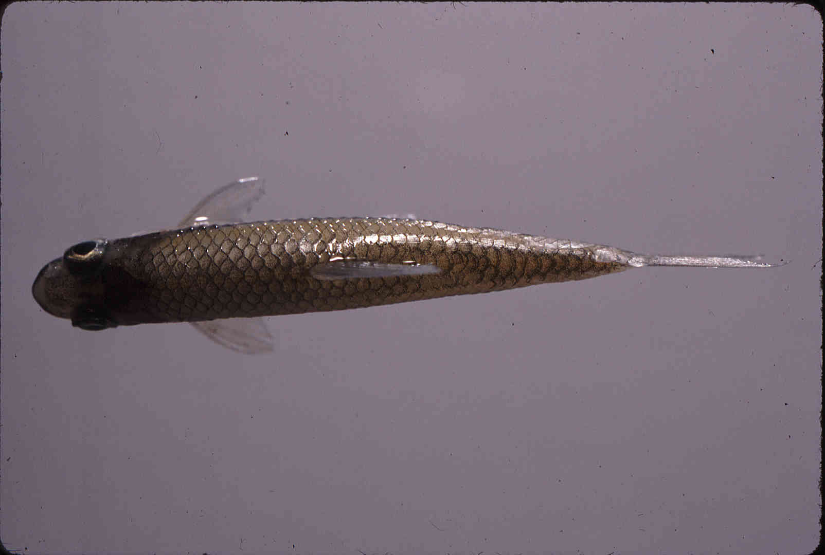 Notropis alborus image