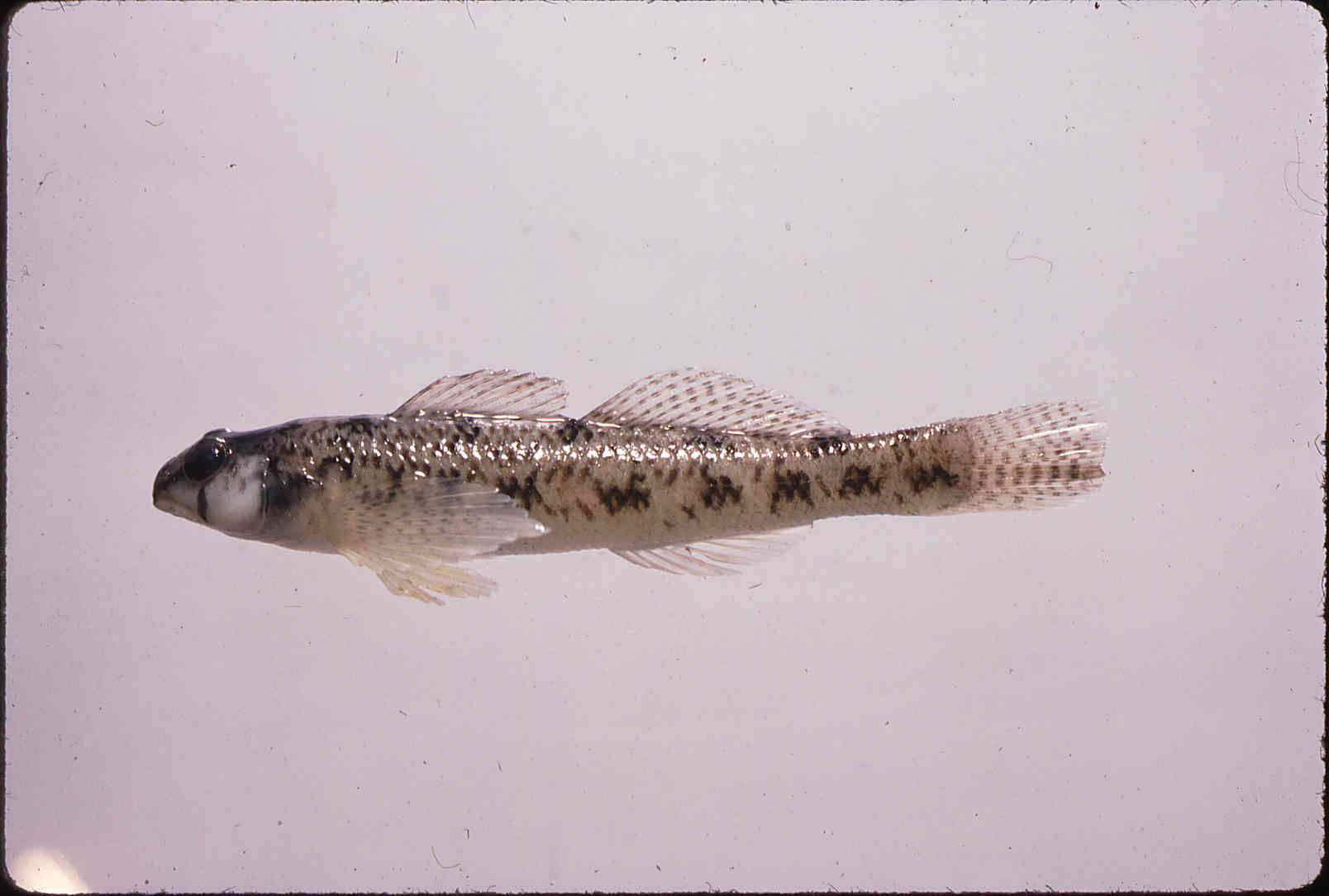 Etheostoma olmstedi image