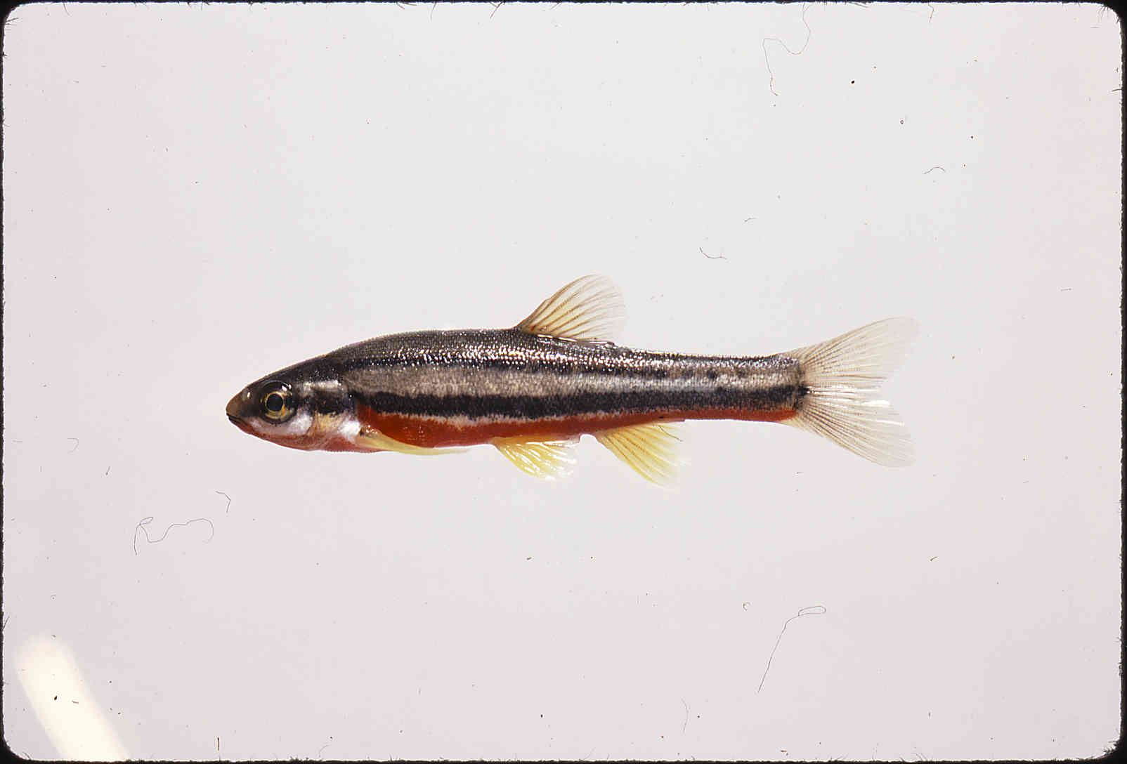 Chrosomus erythrogaster image