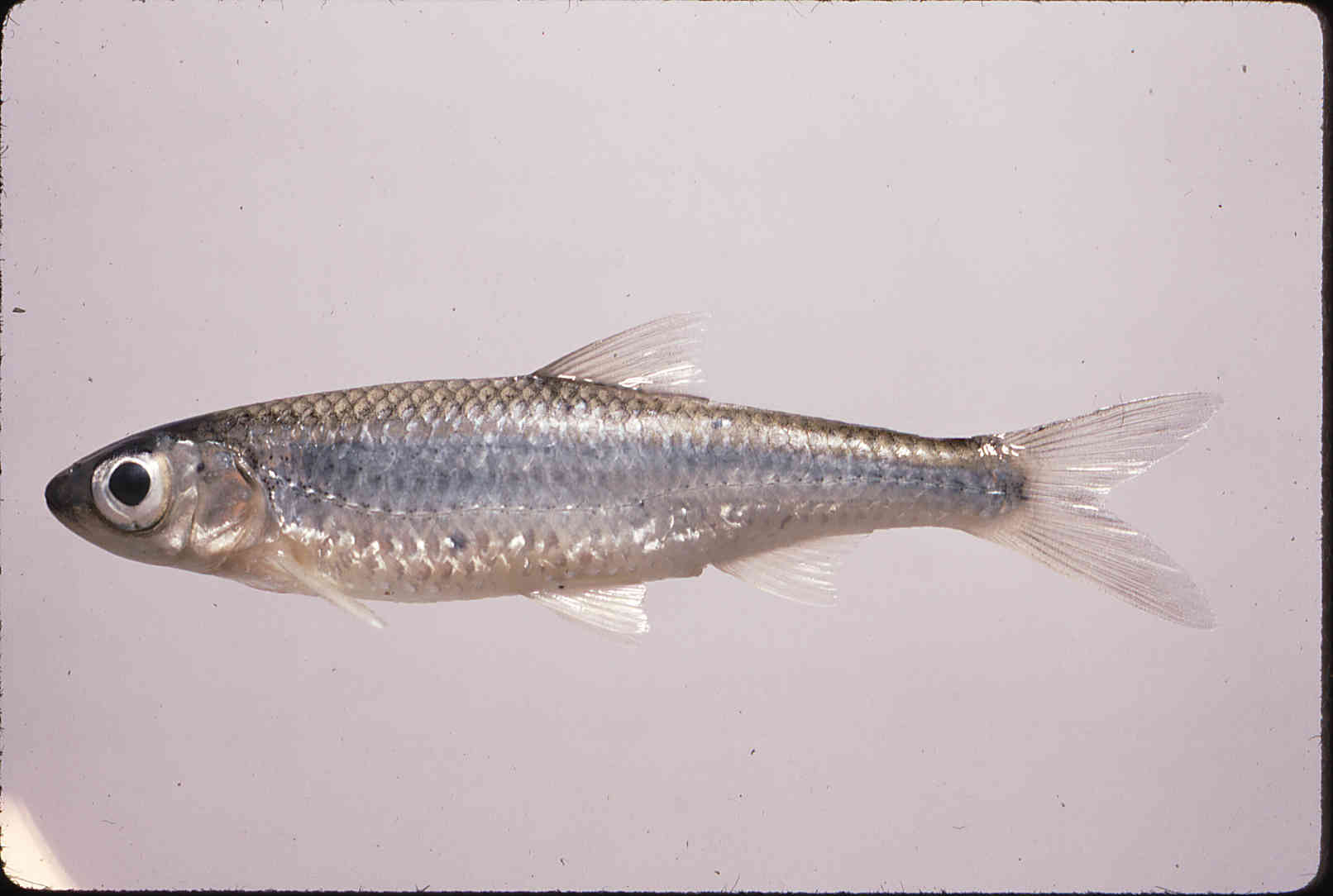 Notropis ariommus image