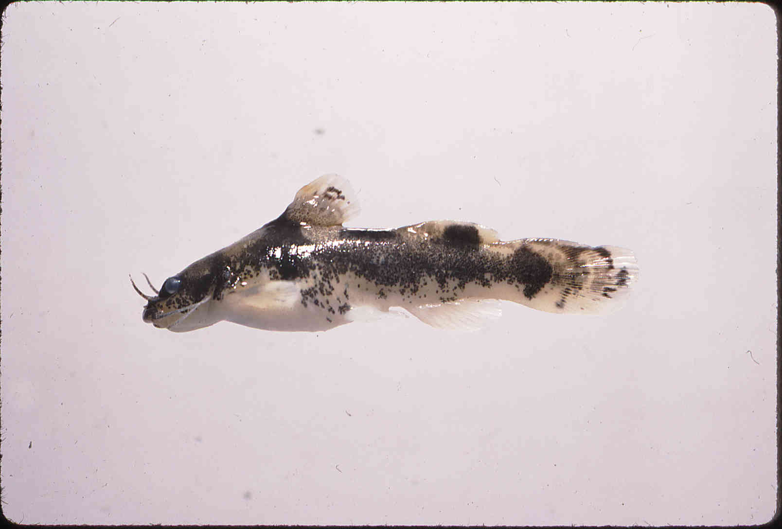 Noturus furiosus image