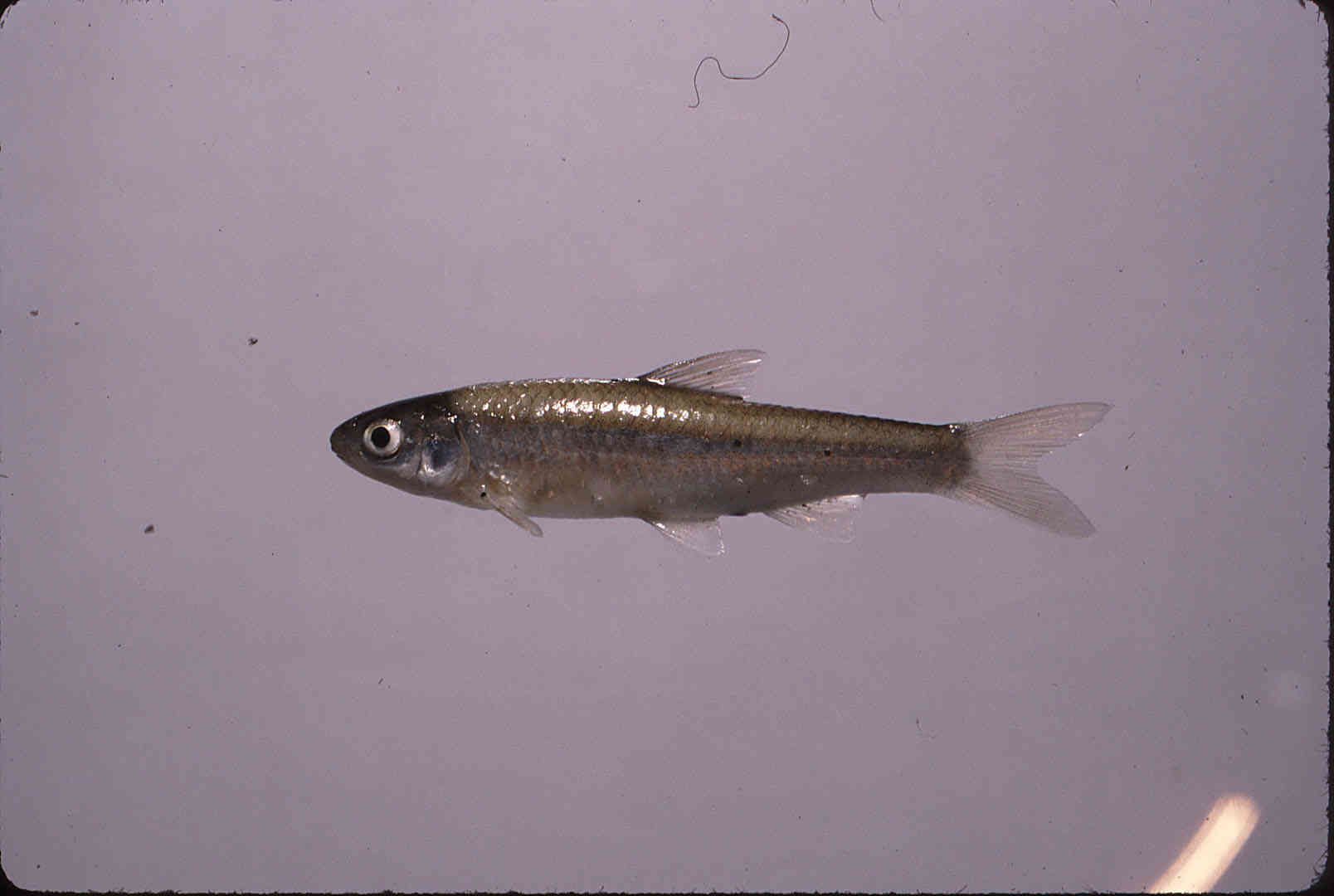 Hybognathus regius image