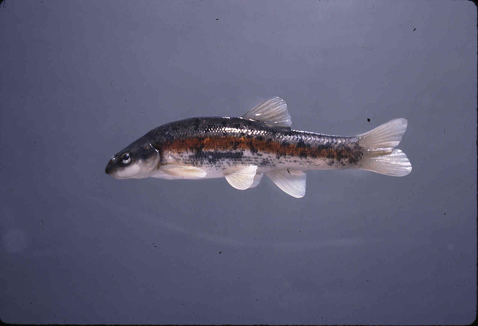 Rhinichthys atratulus image