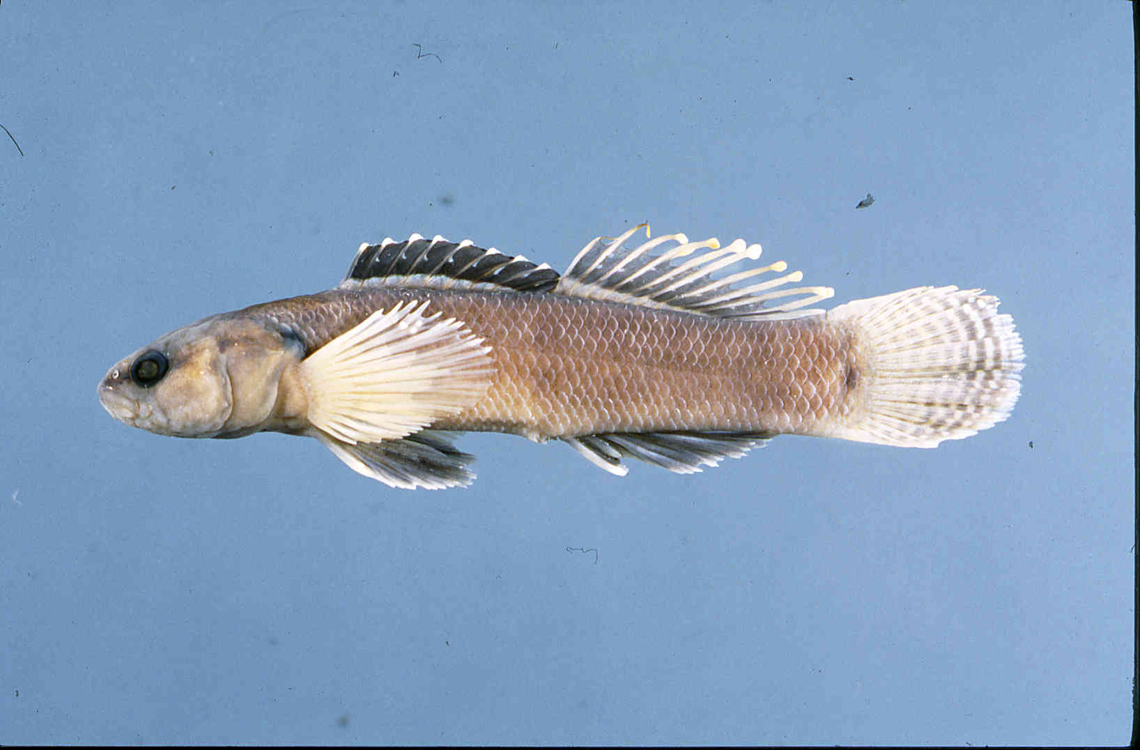 Etheostoma oophylax image