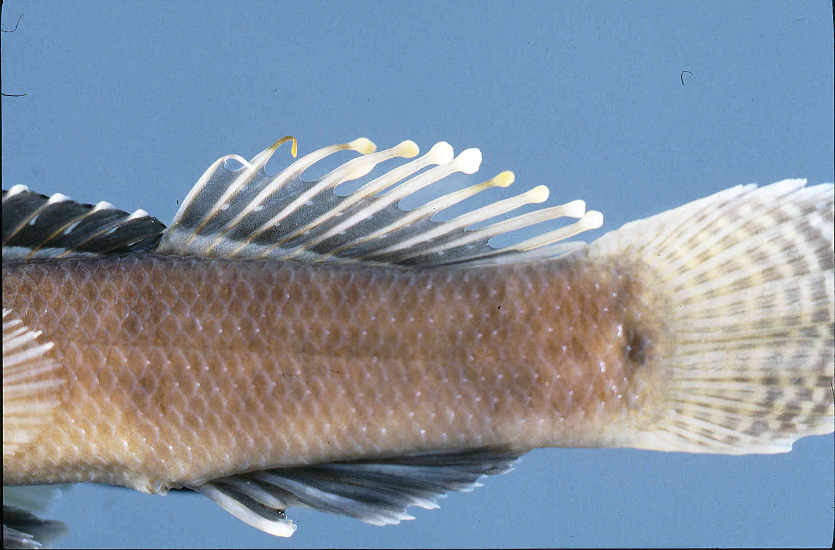 Etheostoma oophylax image