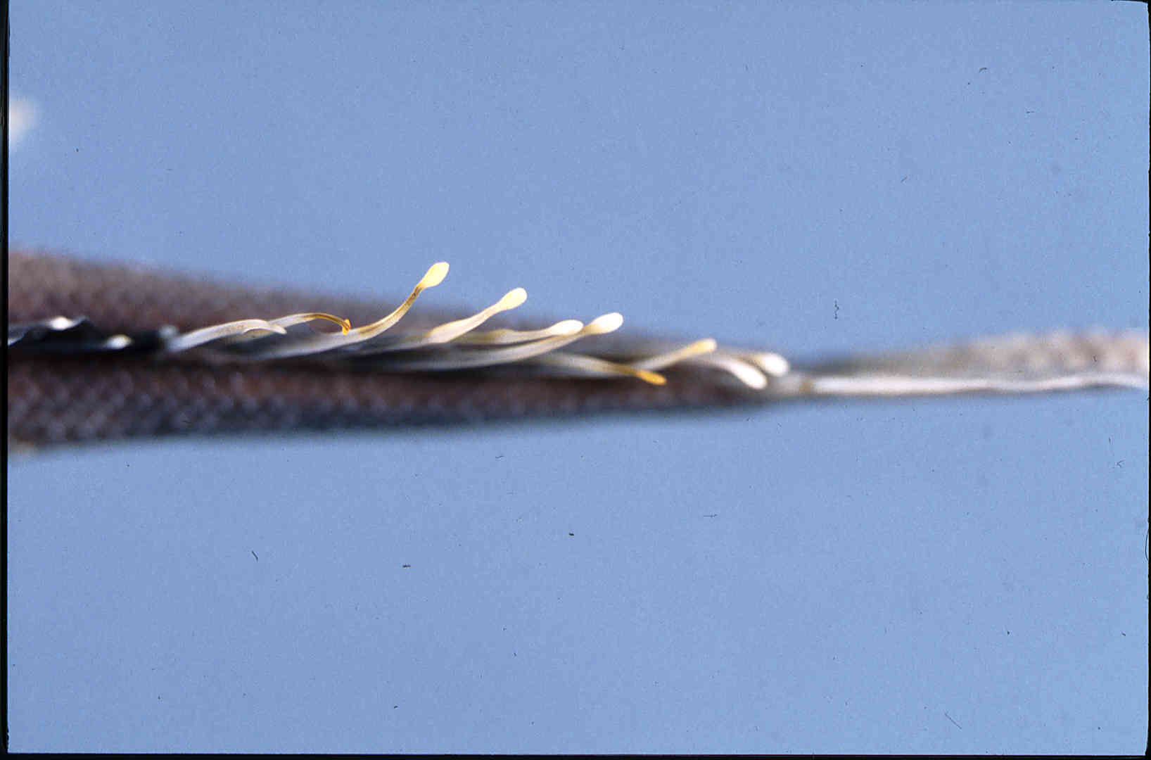 Etheostoma oophylax image