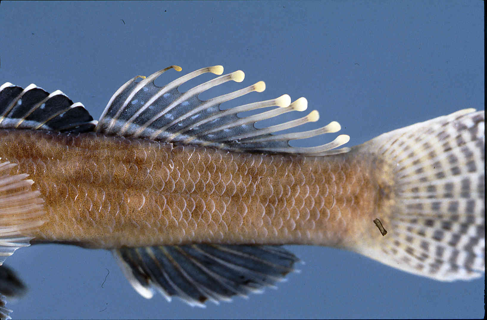 Etheostoma oophylax image