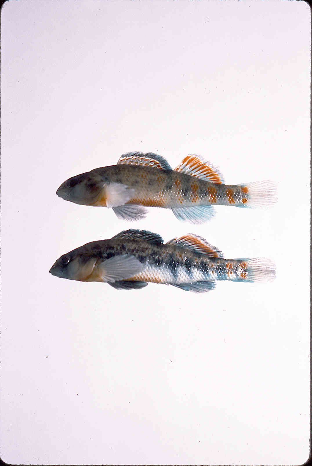 Etheostoma tecumsehi image
