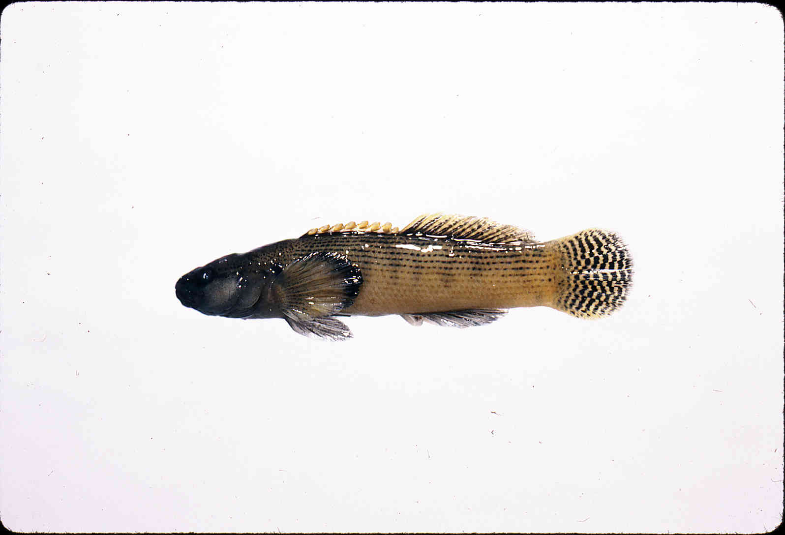 Etheostoma flabellare image