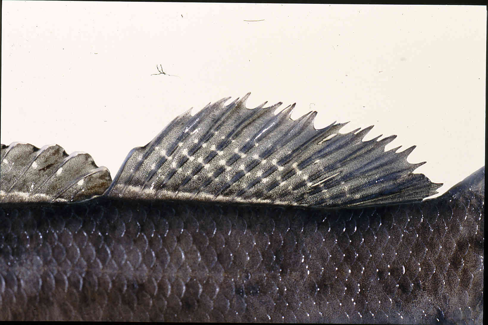 Etheostoma nigripinne image