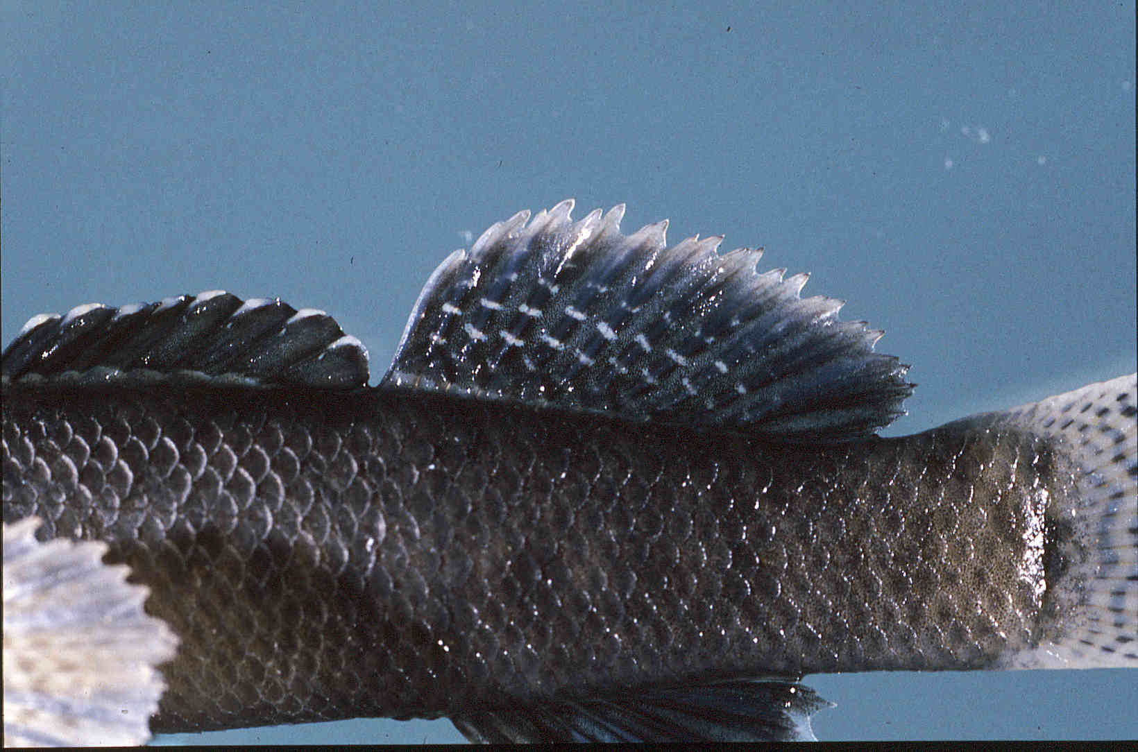 Etheostoma nigripinne image