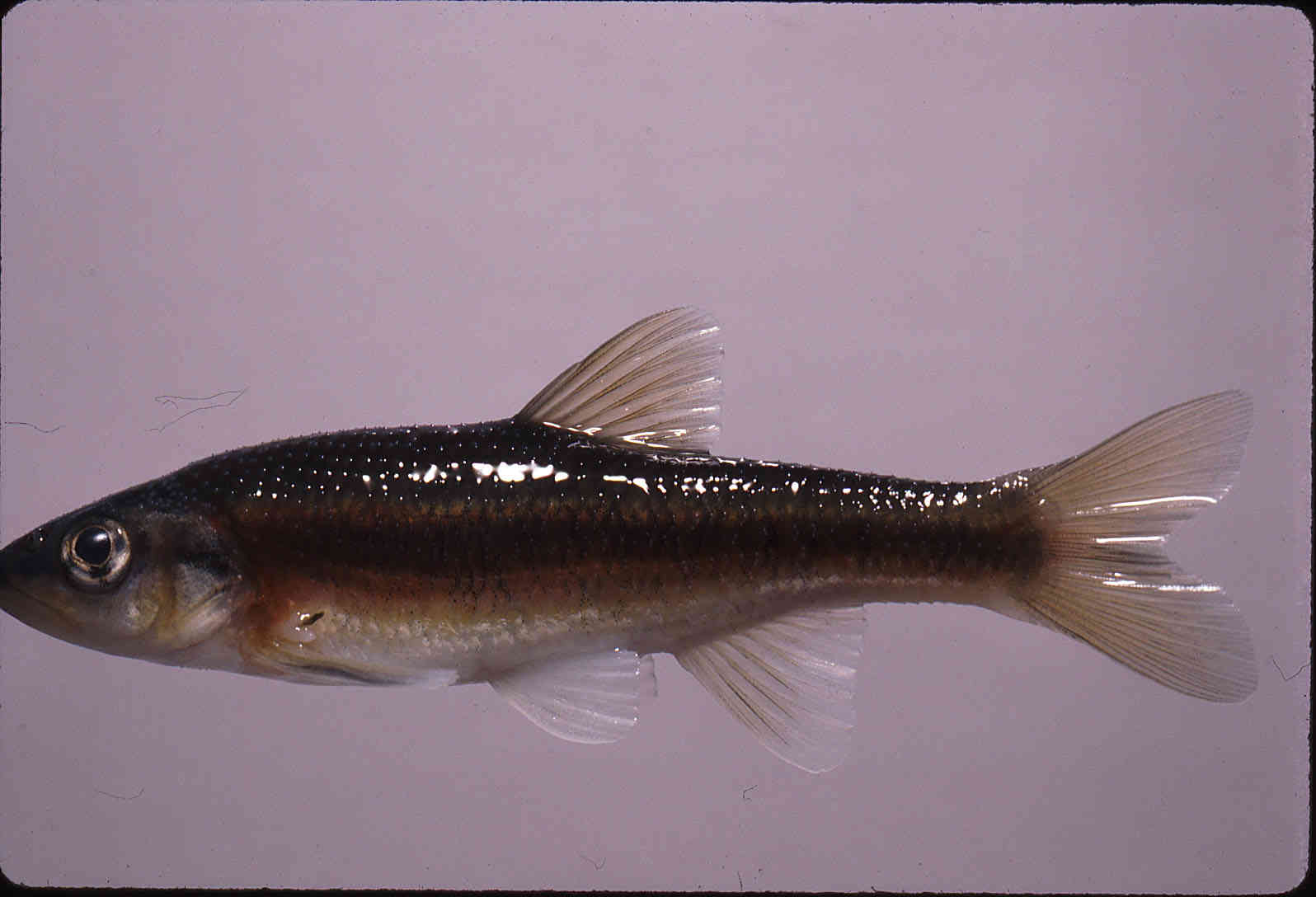 Clinostomus funduloides image