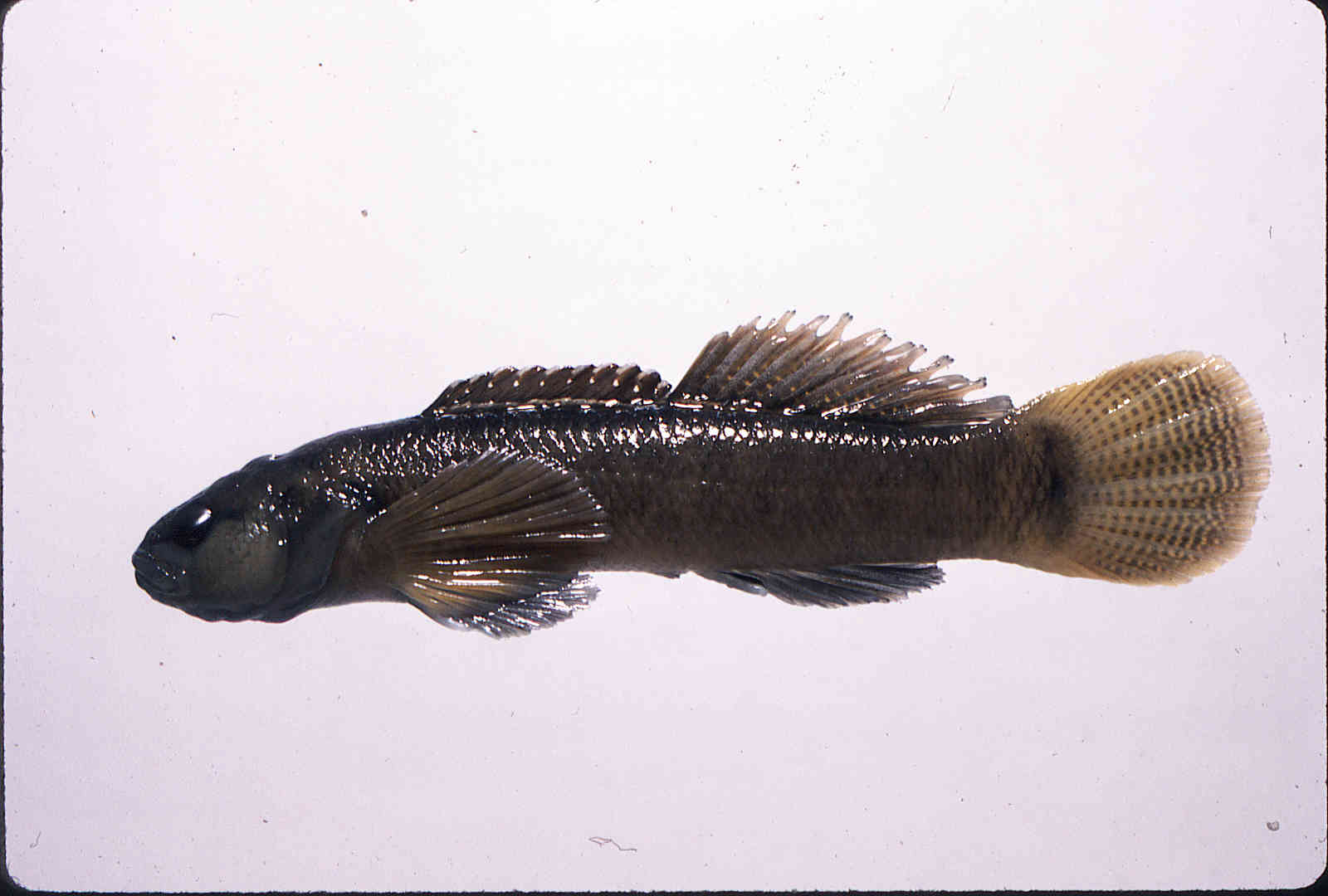 Etheostoma corona image