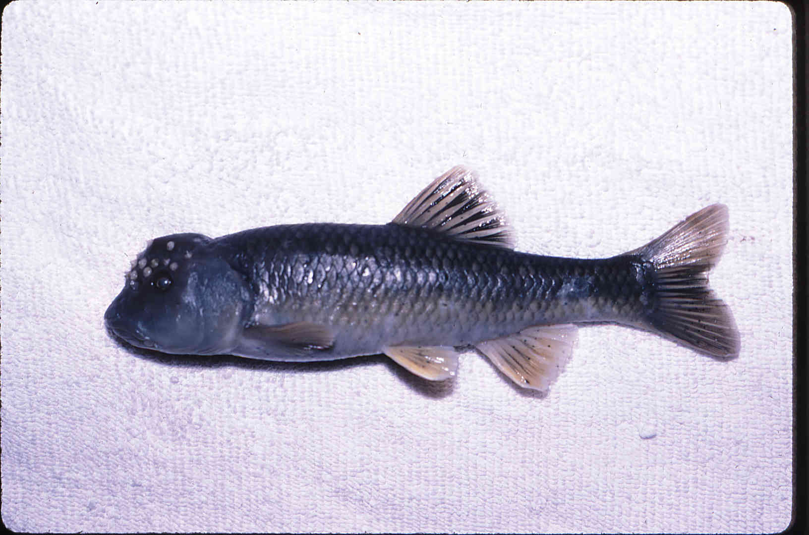 Nocomis leptocephalus image