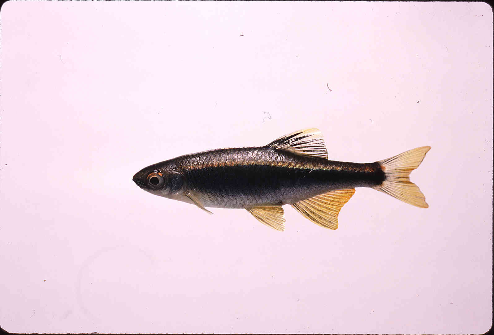 Pteronotropis hypselopterus image