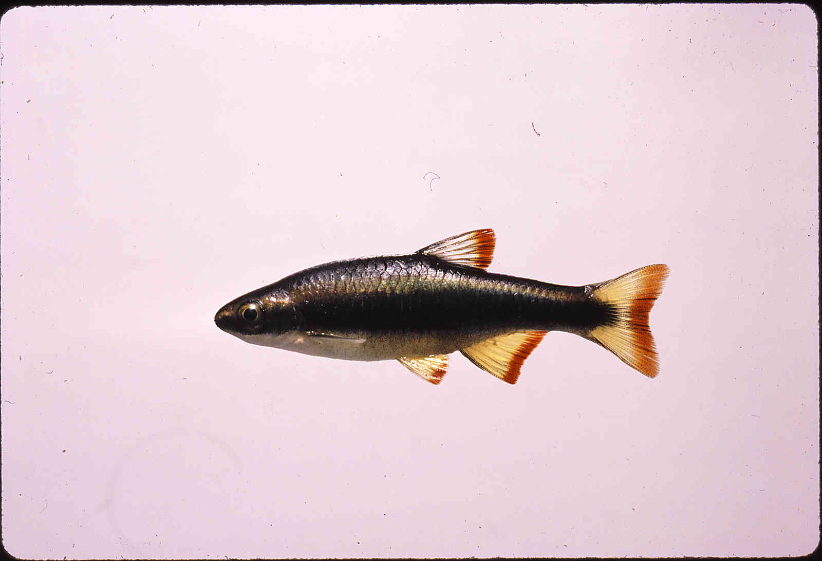 Pteronotropis signipinnis image