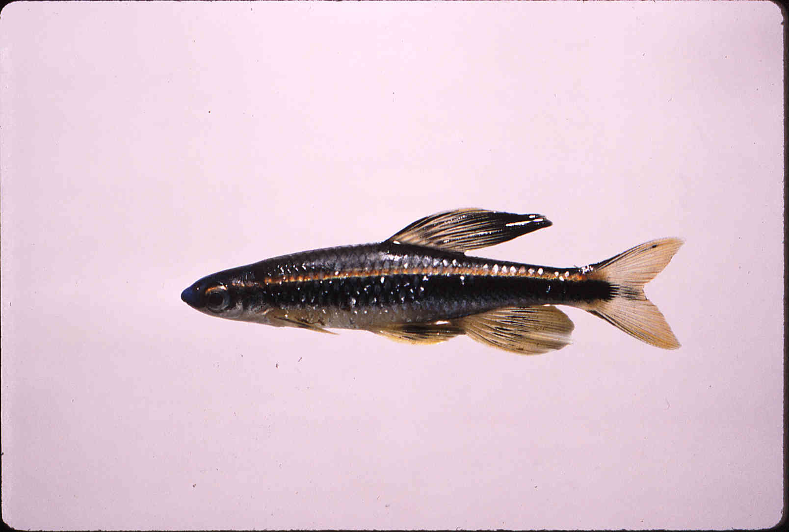 Pteronotropis welaka image