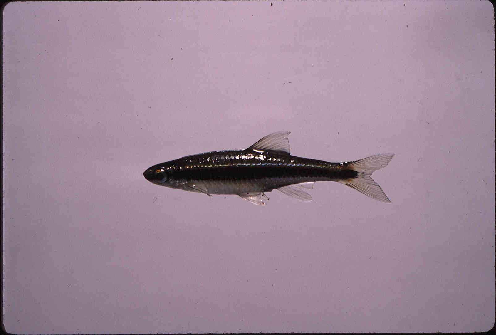 Pteronotropis welaka image