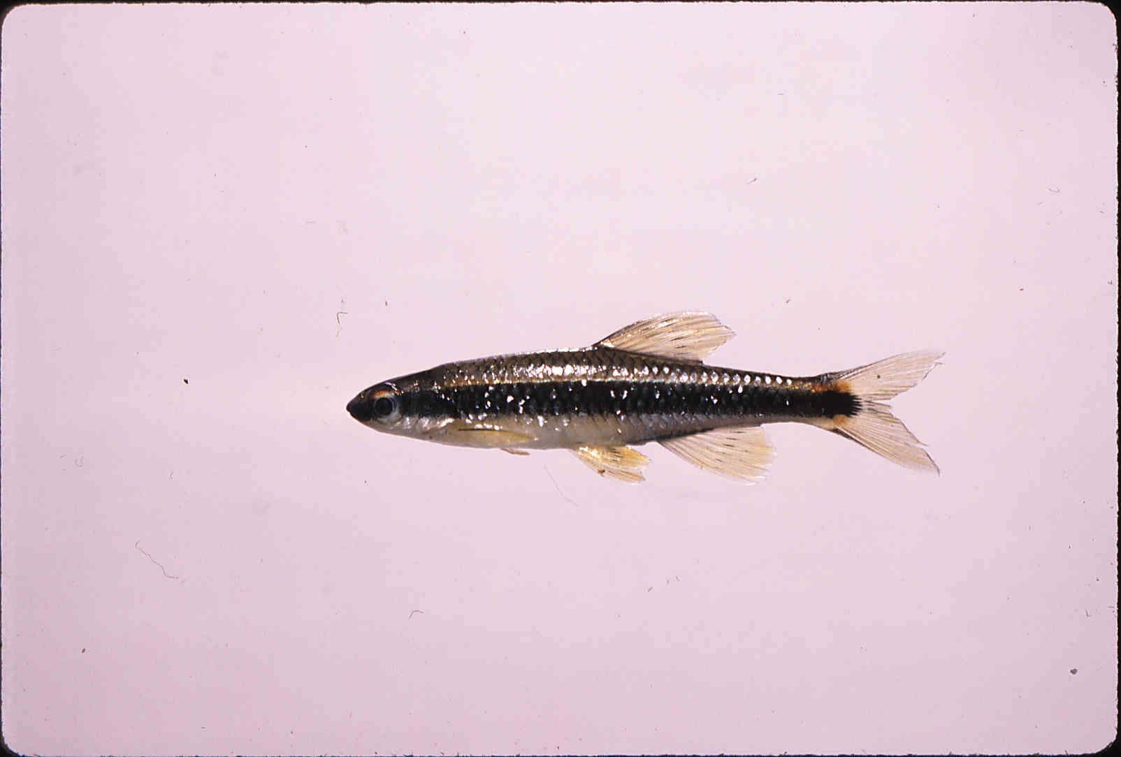 Pteronotropis welaka image