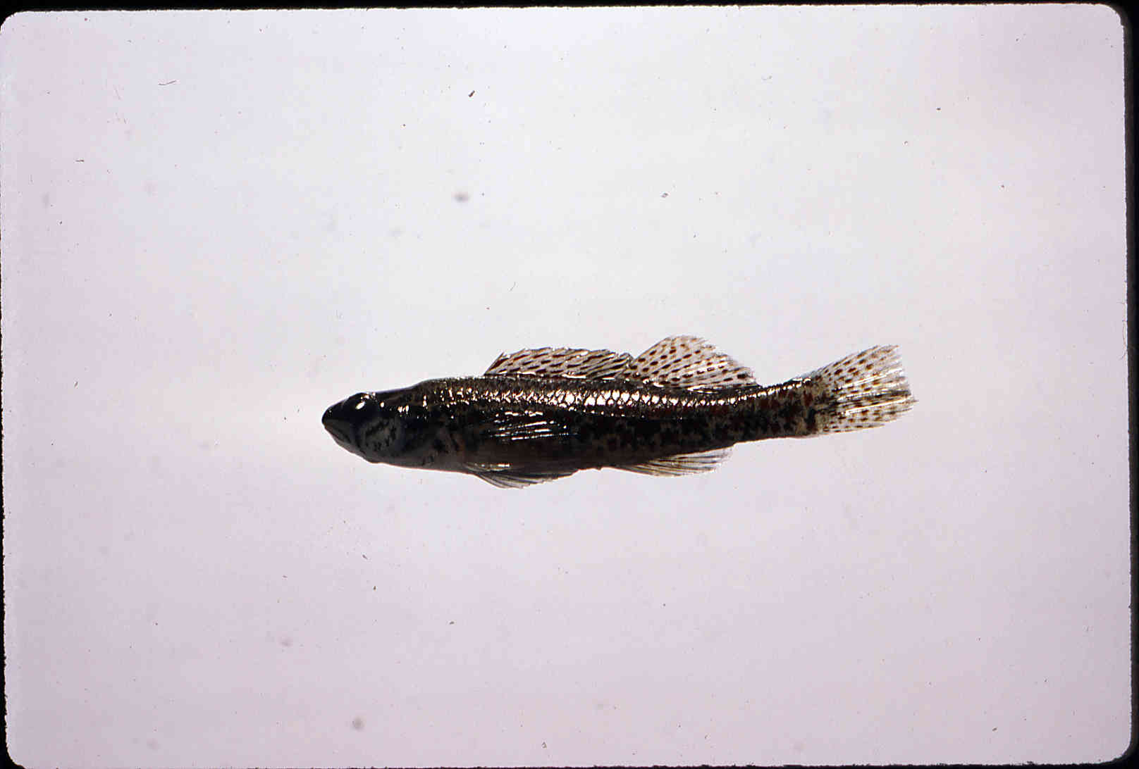 Etheostoma edwini image