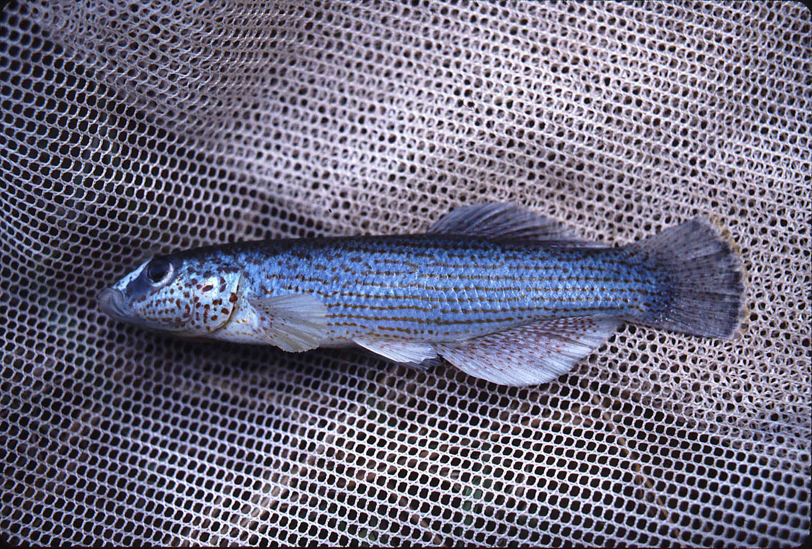 Fundulus catenatus image