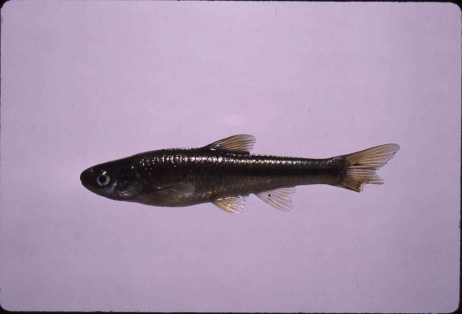 Hybognathus hankinsoni image