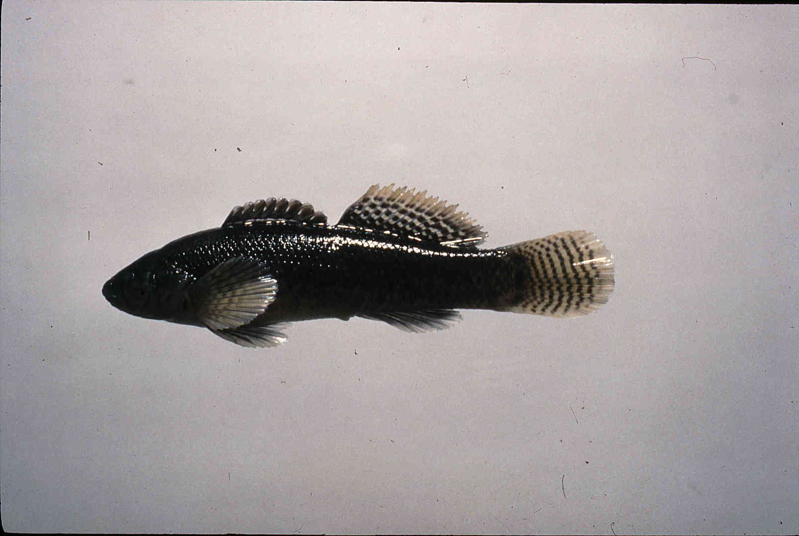 Etheostoma forbesi image