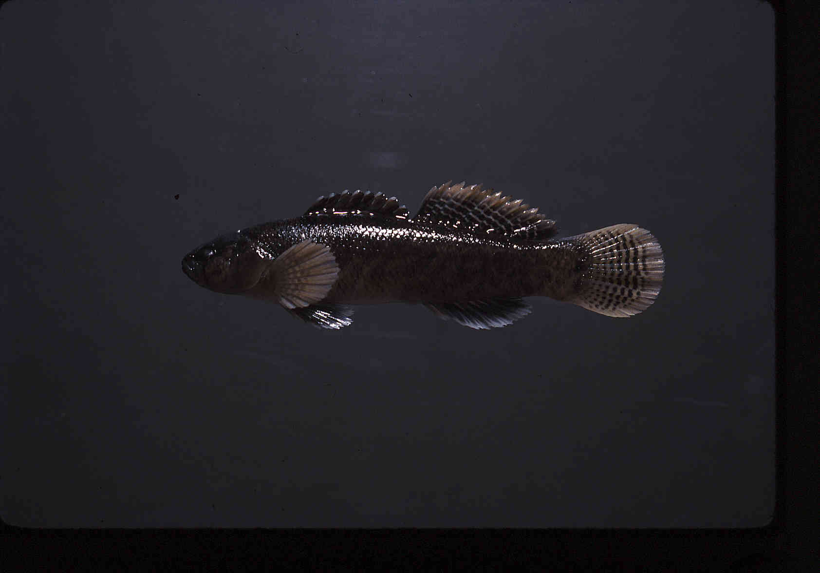 Etheostoma forbesi image