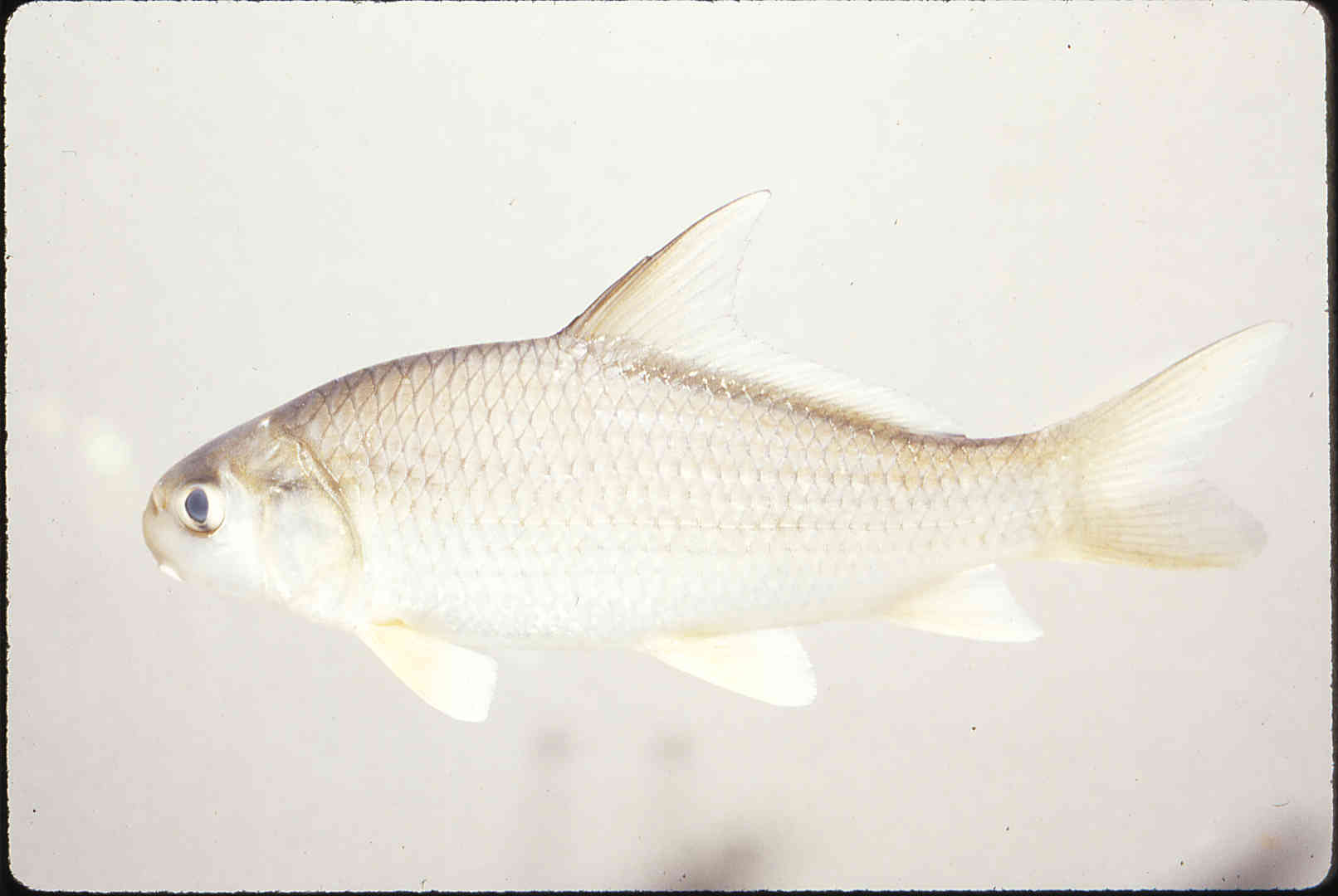 Carpiodes carpio image