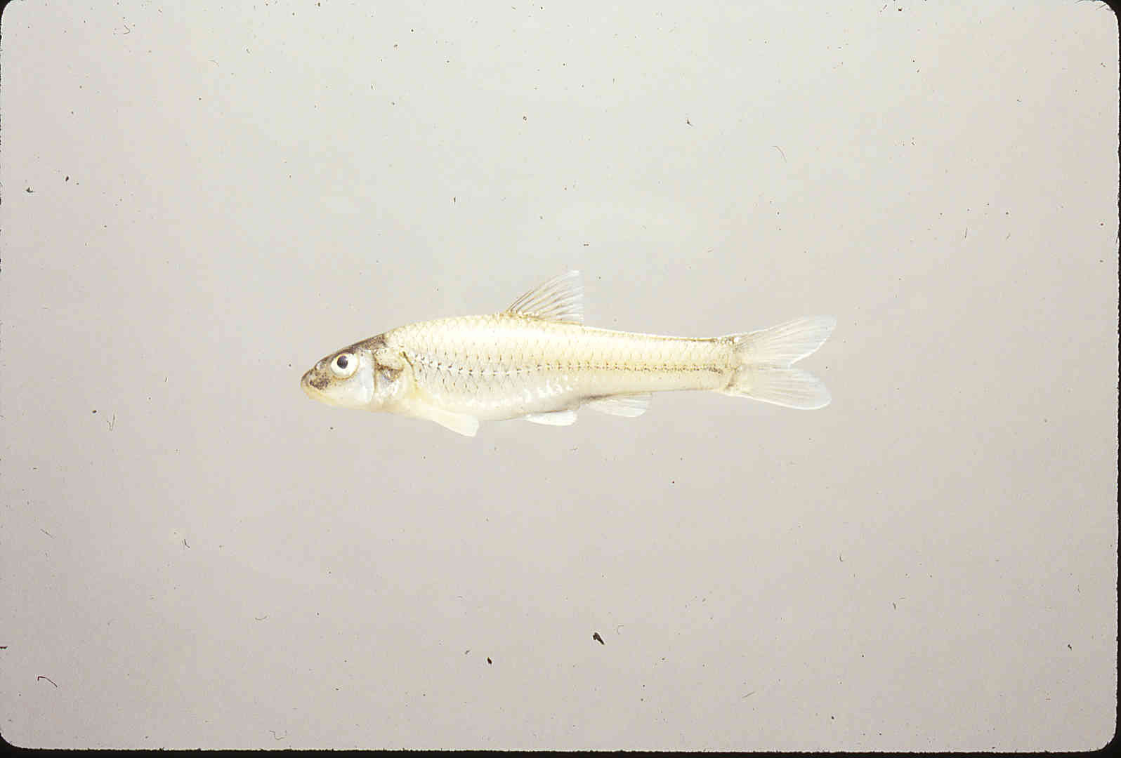 Notropis sabinae image